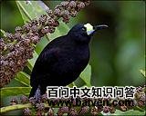 �ⴹ������