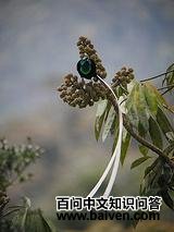 ��β������