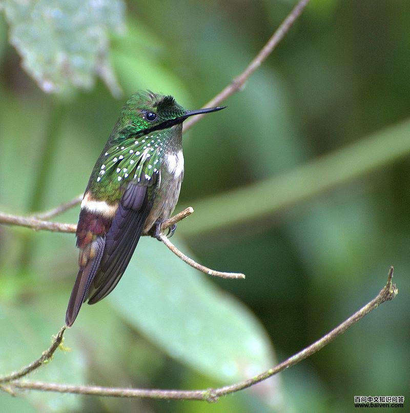 ���ֹڷ����ͼƬ