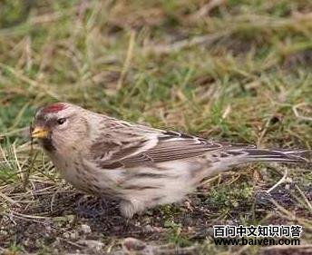 �����춥ȸ