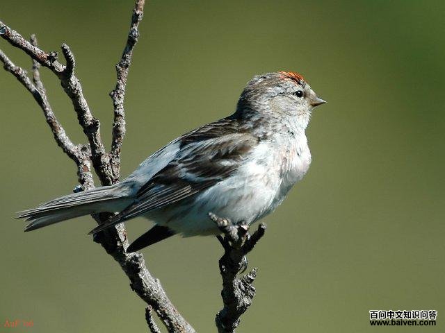 �����춥ȸ��ͼƬ