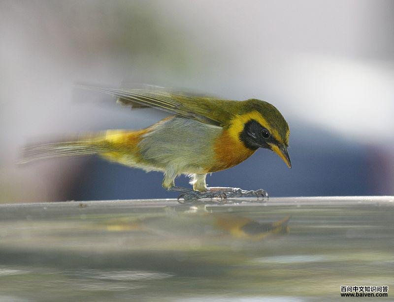 �������ȸ��ͼƬ