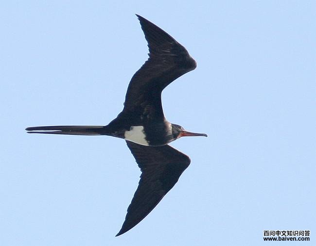 �׸��������ͼƬ