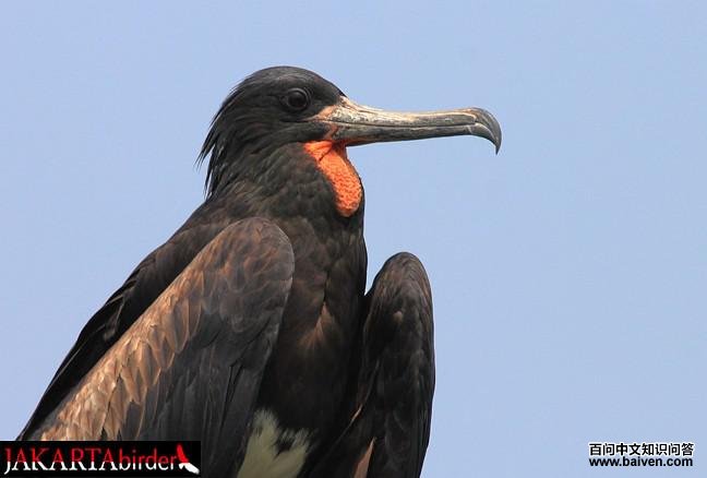 �׸�����������