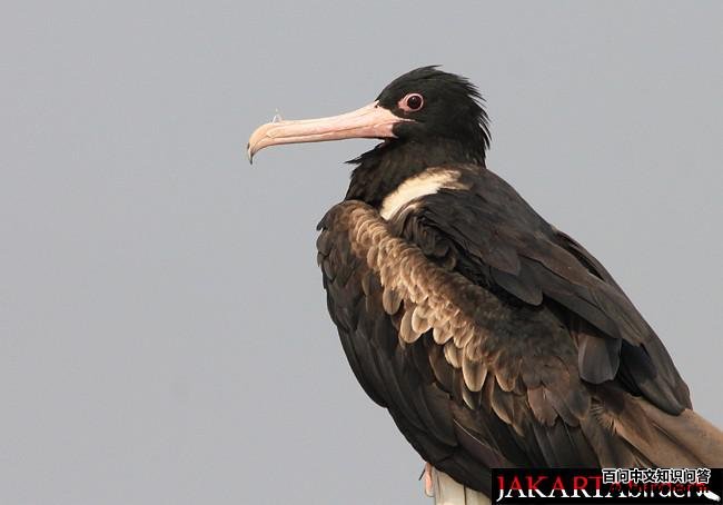 �׸������񣺴���