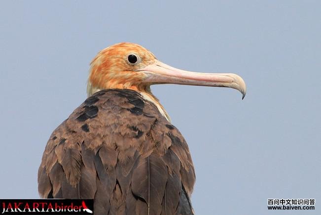 �׸�����������