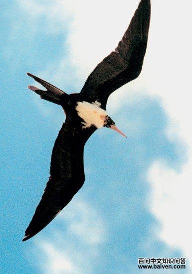 �׸������񣺷���ͼ