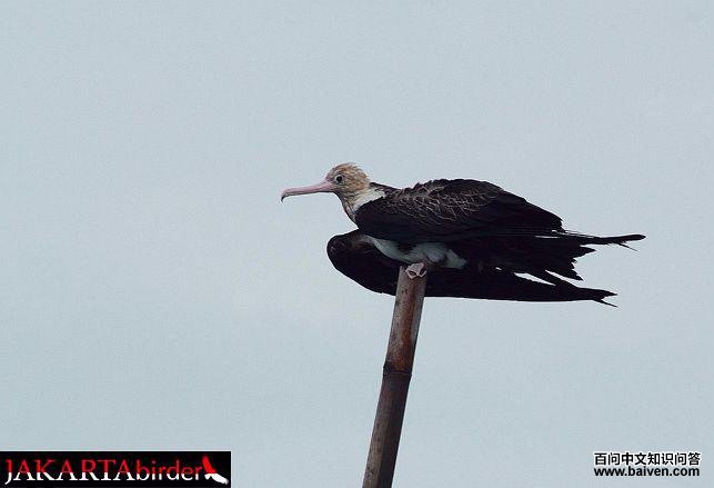 �׸�����������