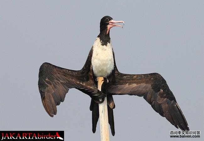 �׸������񣺴���