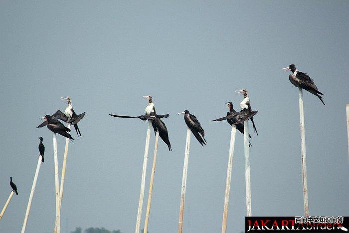 �׸���������Ⱥ