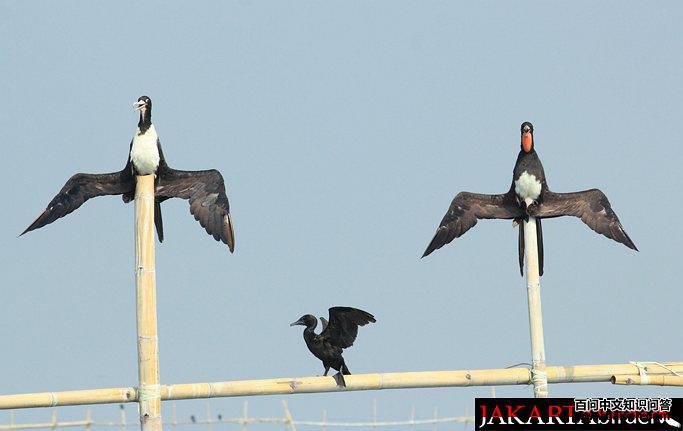 �׸�������һ��