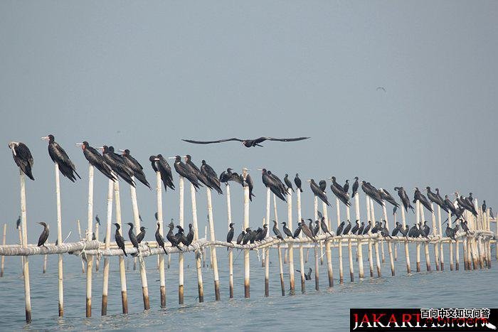 �׸���������Ⱥ