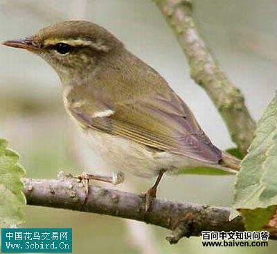 ������ݺ