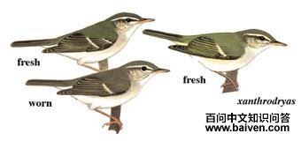 ������ݺ