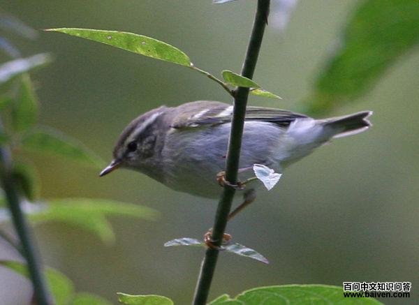 ������ݺ