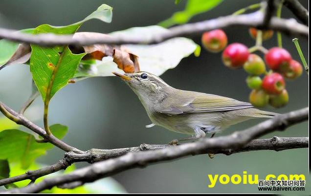 ������ݺ