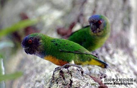 吉温侏鹦鹉 吉温侏鹦鹉的图片