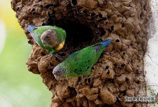 ����٪����