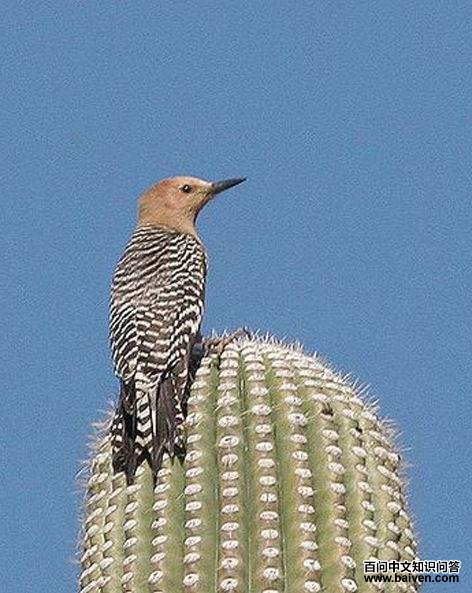 ������ľ��