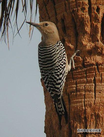 ������ľ��