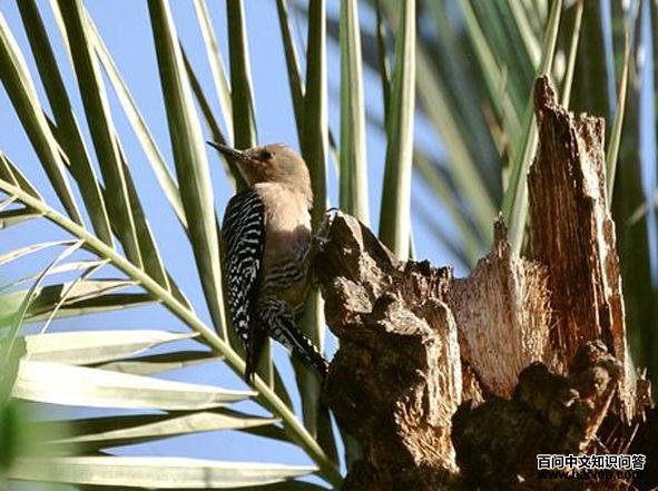 ������ľ��