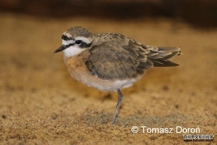 ����ɳ�a��ͼƬ