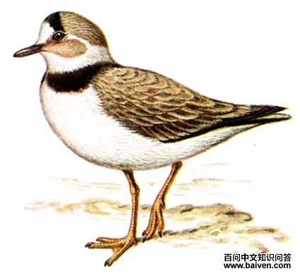 ����ɳ�a����̬����ͼ