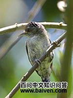 ����ľ����