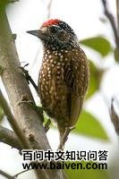 ����ľ����