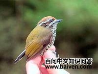 ����ľ����