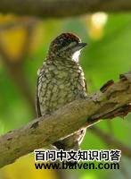 ����ľ����