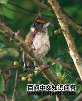 ����ľ����