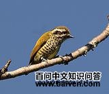 �߼���ľ��