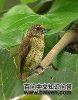 ����ľ��