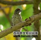 �۰߼���ľ��