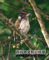 �׸�����ľ��