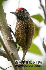 ����ľ��