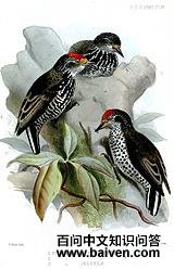 ���ؼ���ľ��