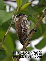 ��������ľ��