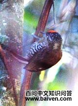 �װ߼���ľ��