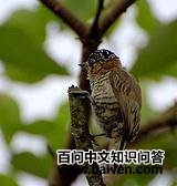 ���켧��ľ��