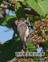 ��ɫ����ľ��