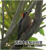 ���̼���ľ��