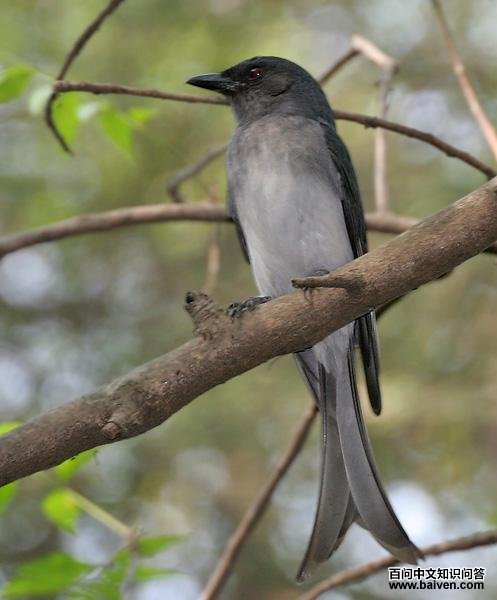 �׸���β��ͼƬ