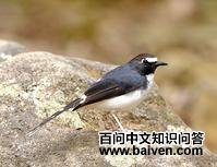 ����β��ͼƬ