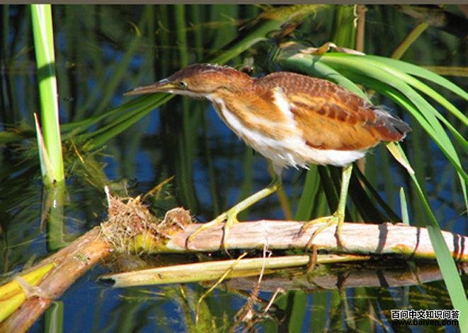 ��έ�Z��ͼƬ