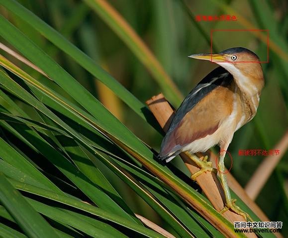 ��έ�Z���ֲ�����δ��ؽ�