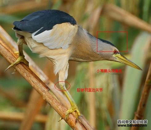 Сέ�Z�����ں�ɫ���ֲ�����ֱ��ؽ�