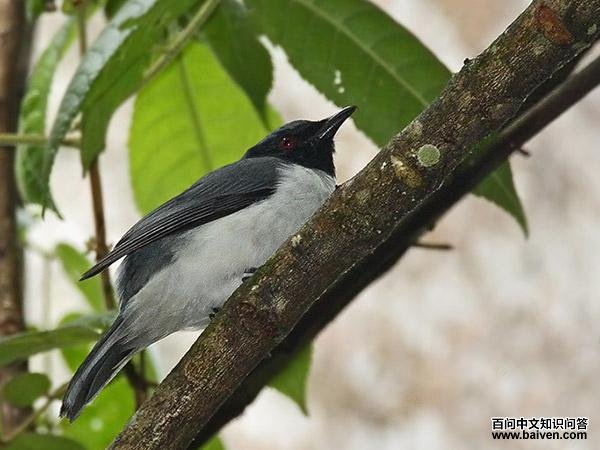 姬鹃鵙 姬鹃鵙的图片