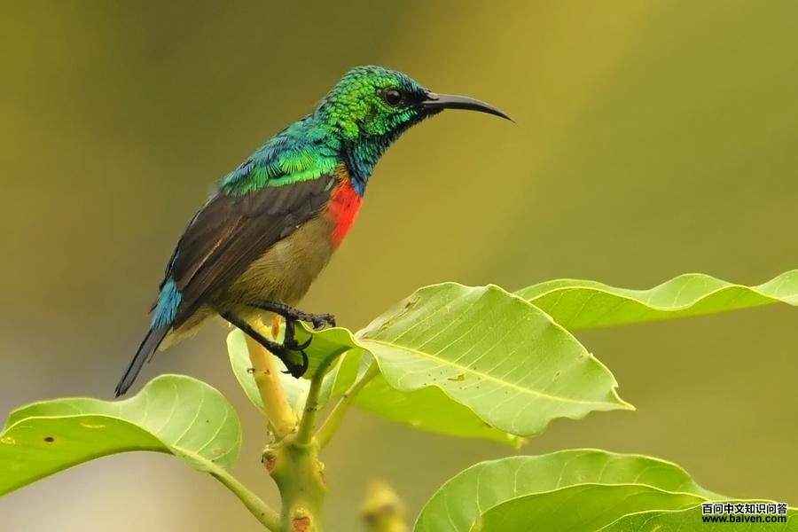 ���������ͼƬ